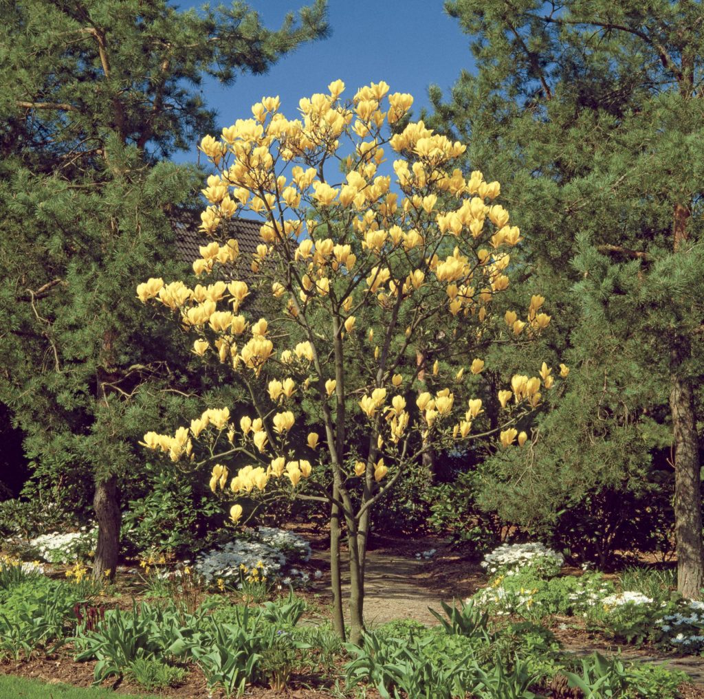 Magnolia ‘Butterflies’